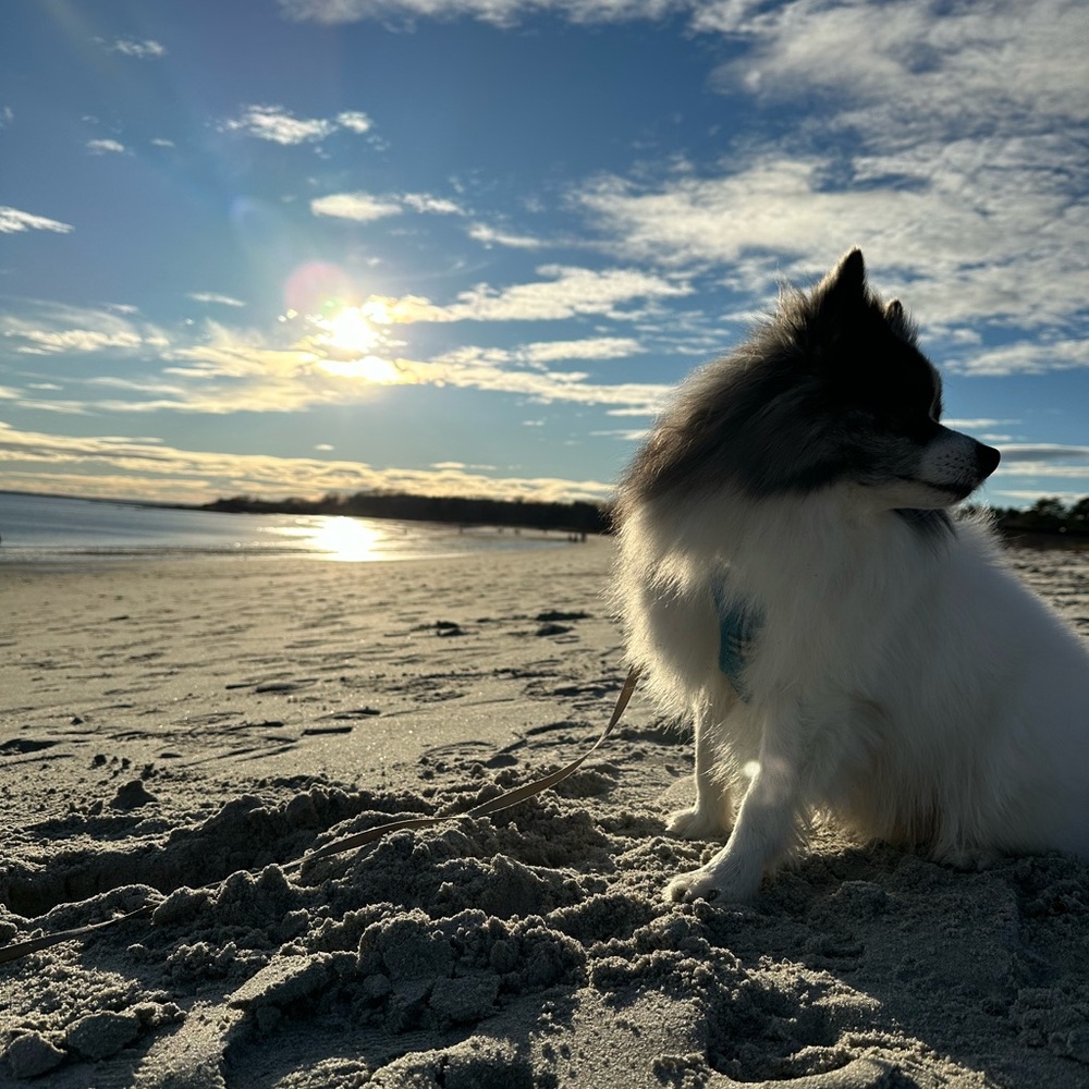 Meet your Posher, Dela